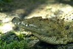 serengeti66_krokodil.jpg