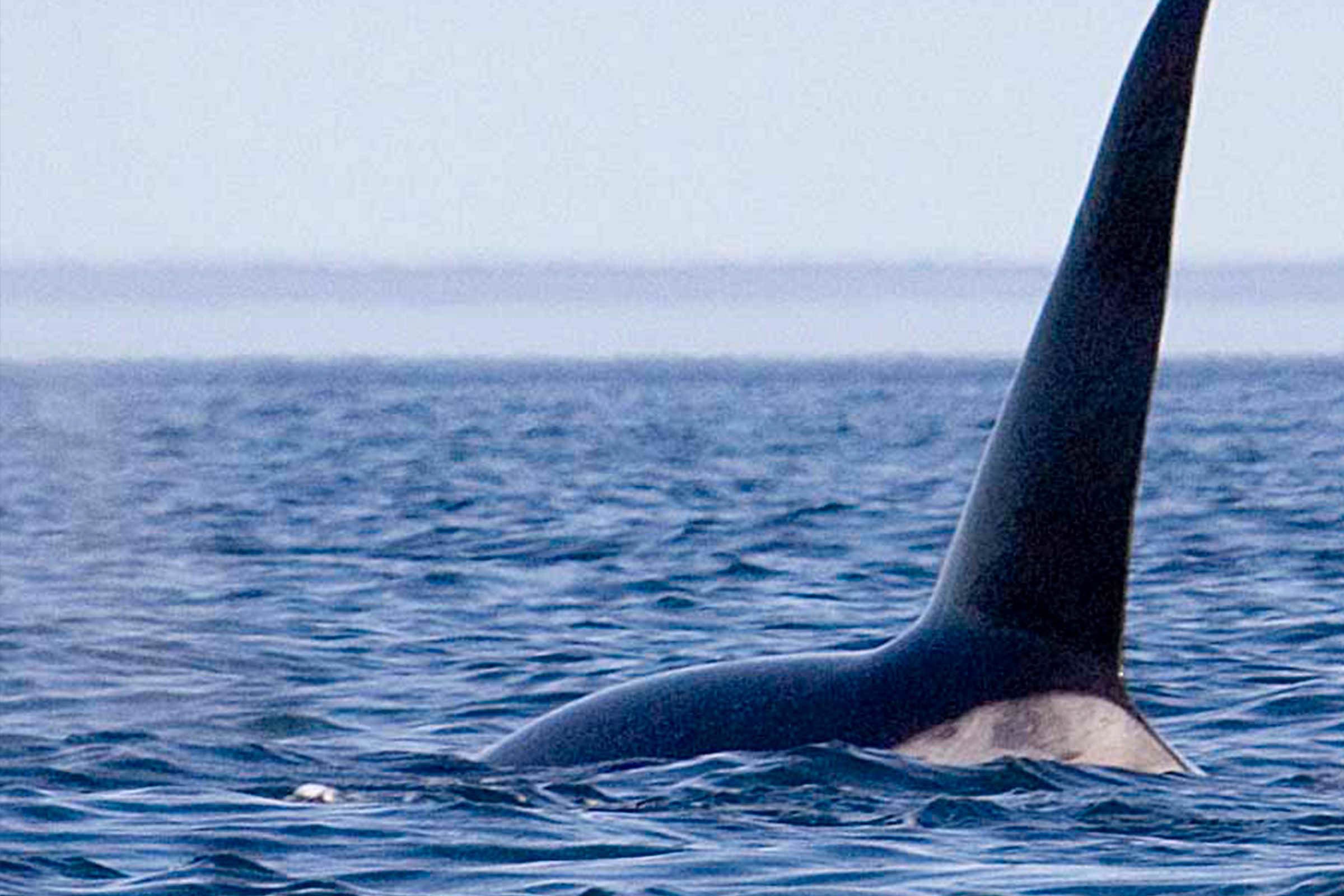 orca01.jpg
